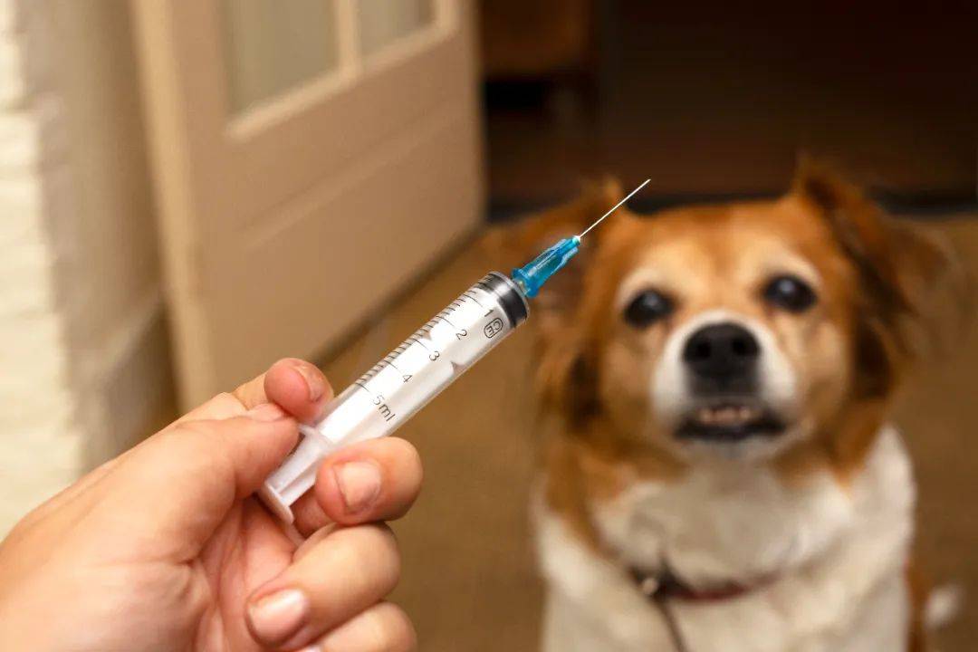 摄图网_307973378_生病的治疗医带注射器和狗的手准备在背景上注射疫苗接种世界狂犬病日和宠物保健概念选择焦点药物带注射器和狗的手准备在背景上注射疫苗(企业商用).jpg
